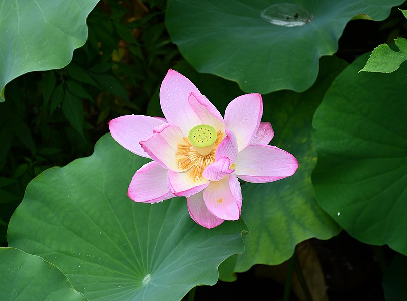 File:Nelumbo nucifera in Ueno park.jpg