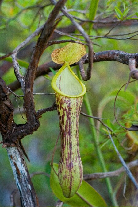 Nepenthes_mindanaoensis