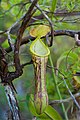 Nepenthes mindanaoensis - upper pitcher, Mount Legaspi