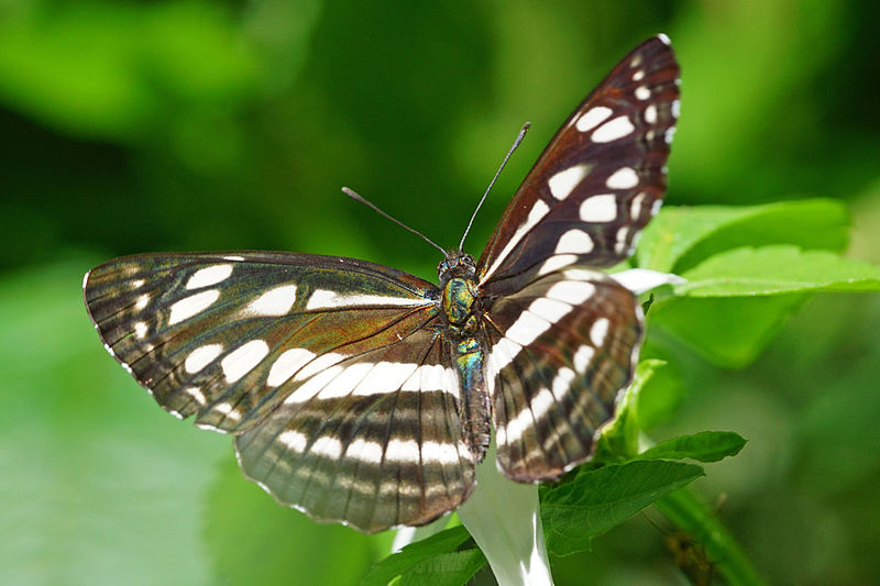 File:Neptis soma tayalina dorsal view 20150415.jpg