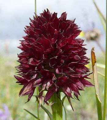 Nigritella rhellicani