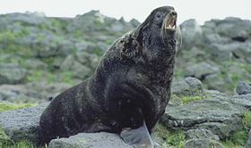 Lobo-marinho-do-norte macho em St Paul Island, 1992