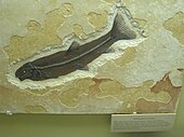 Fossilized skeleton of the Late Cretaceous-Eocene bony fish Notogoneus Utah Museum of Natural History - IMG 1773.JPG