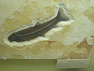 <i>Notogoneus</i> Extinct genus of fishes