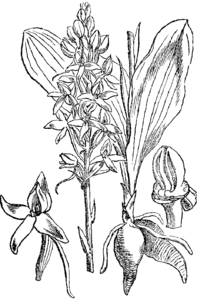 plate 460 Platanthera bifolia