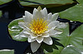 * Nomination Nymphaea 'Virginalis' Flower --Ram-Man 14:22, 15 December 2014 (UTC) * Promotion Good quality. --Hubertl 14:45, 15 December 2014 (UTC)