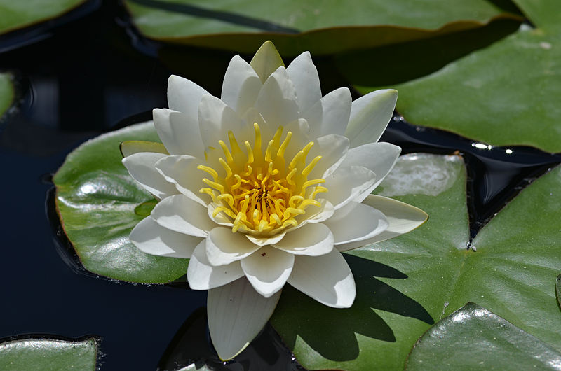 File:Nymphaea 'Virginalis' Flower.JPG