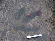 Dinosaur track