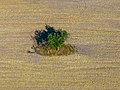 * Nomination Apple tree near Ochsenschenkel in the district of Lichtenfels, aerial photograph. --Ermell 11:50, 12 November 2022 (UTC) * Promotion  Support Good quality. --Poco a poco 19:34, 12 November 2022 (UTC)