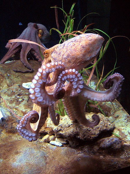 The arms of octopus are muscular hydrostats Octopus vulgaris BCN 0219 Mustekala C.JPG