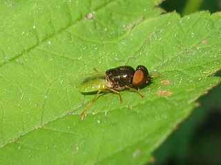 <i>Odontomyia angulata</i> Species of fly