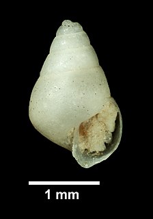 <i>Odostomia lubrica</i>