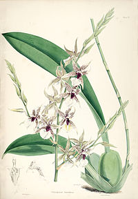 plate 7 Odontoglossum hastilabium Oncidium hastilabium