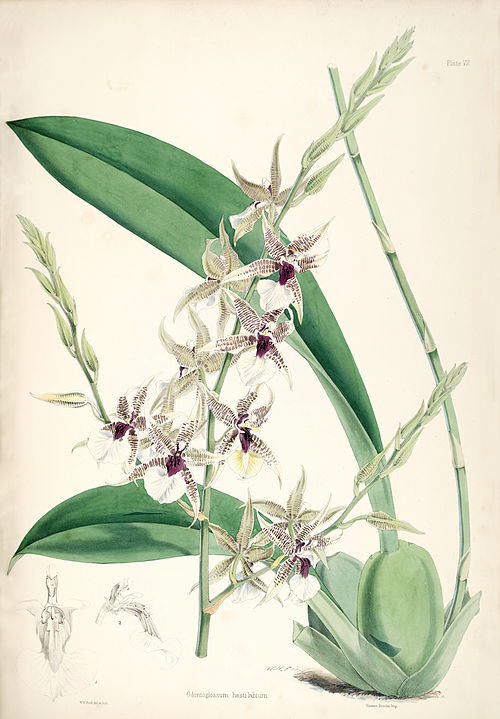 Odontoglossum hastilabium.