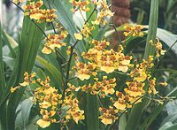 Oncidium Sphacelatum