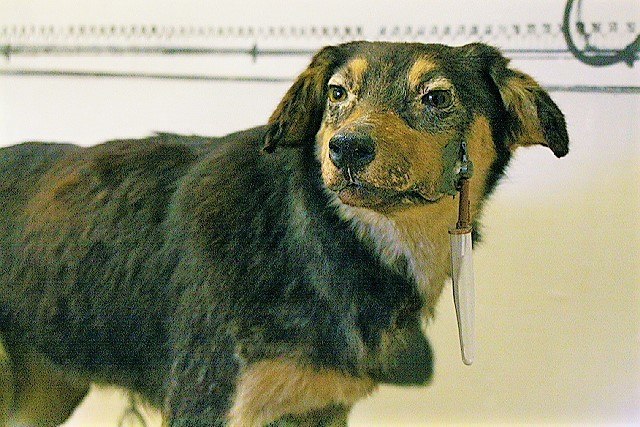 One of the dogs used in Russian psychologist Ivan Pavlov's experiment with a surgically implanted cannula to measure saliva, preserved in the Pavlov M