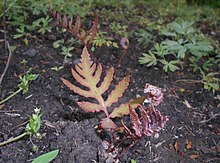 Onoclea sensibilis' fiddleheads and first fronds Onoclea sensibilis 2016-04-19 7859.jpg