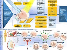 This illustrates the process for accessing oocyte quality before in vitro fertilization Oocyte quality assessment process.jpg