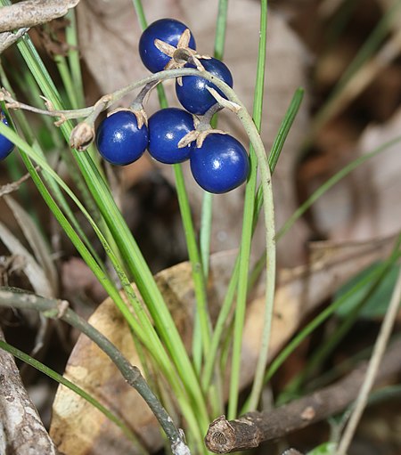 Ophiopogon japonicus (fruits).jpg