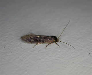 <i>Opogona omoscopa</i> species of insect