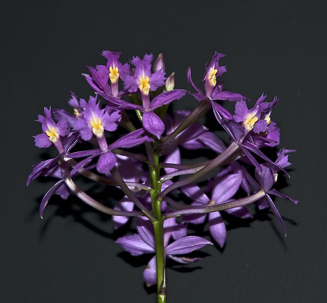 File:Orchid (8644492525).jpg