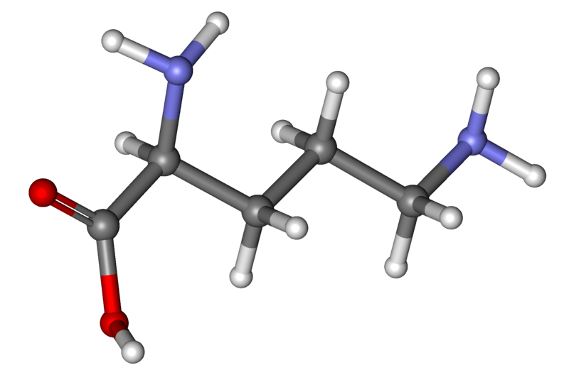 Ornithine - Wikipedia