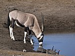 Oryx gazella (Chudop).jpg