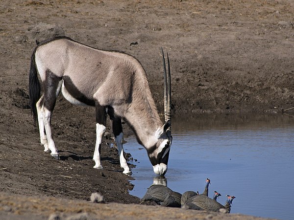 Drinking with a group of helmeted guineafowl in the foreground