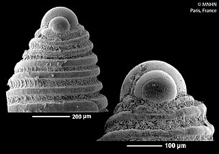 <i>Oscilla jocosa</i> Species of gastropod