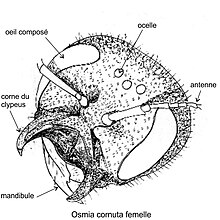 Tête d'Osmia cornuta, d'après un dessin modifié de Tasei[3]