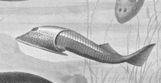 Cephalaspidomorphi Extinct clade of jawless fishes