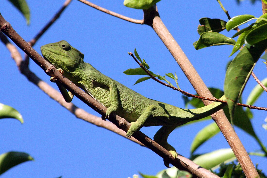 File:Oustalet's chameleon (Furcifer oustaleti) female.jpg