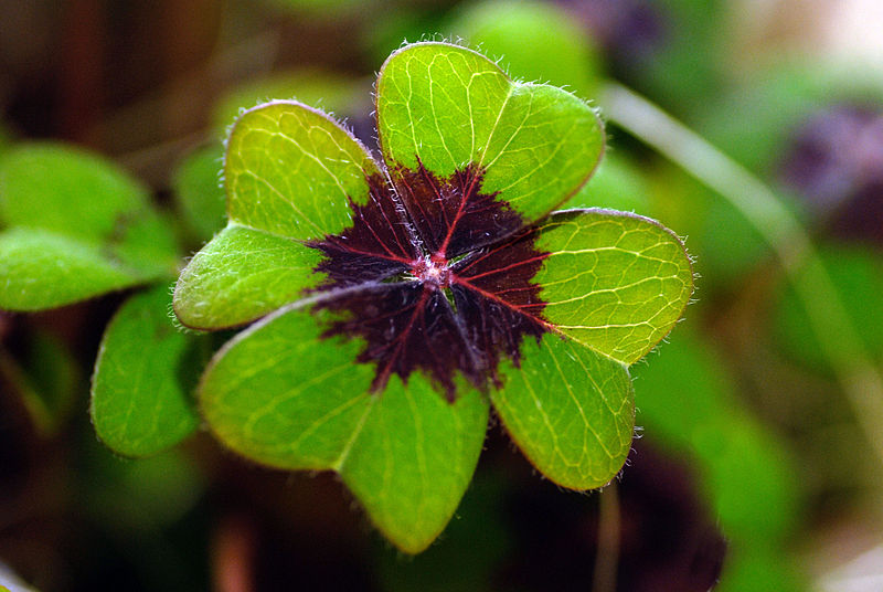 File:Oxalis tetraphylla Blatt.jpg