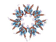 Figure 3: Image of CAMK 2A which is a form of Calcium/calmodulin-dependent kinase in its crystalline form. PDB 1hkx EBI.jpg