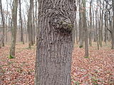 Čeština: Kmen dubu v přírodní památce Černý orel. Okres Mladá Boleslav, Česká republika. English: Tree trunk in the natural monument Černý orel, Mladá Boleslav District, Czech Republic.