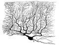 2011年12月25日 (日) 03:16時点における版のサムネイル