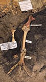 Скелет ноги Pachyornis australis