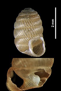 <i>Pagodulina pagodula</i> Species of gastropod
