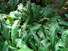 Palisota barteri Linkoln Conservatory.jpg