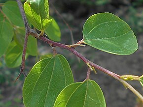 Beschrijving afbeelding Paliurus spina-christi 2017-05-23 0958.jpg.