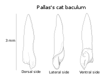 Pallas's cat baculum