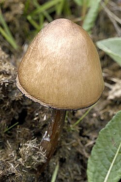 Žieduotasis mėšlinukas (Panaeolus semiovatus)