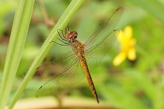 Globe Skimmer / Wandering Glider Pantala flavescens,