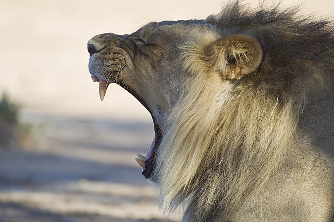 图为一只正在打呵欠的雄性狮子（学名：Panthera leo），摄于跨坐南非与博茨瓦纳之边界的卡格拉格帝跨境公园内。