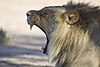 Panthera leo yawn (Kgalagadi, 2012).jpg