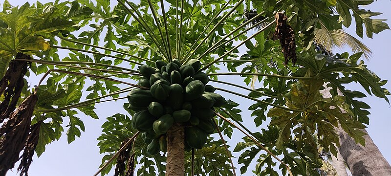 File:Papaya tree fruits.jpg