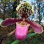 Miniatura para Paphiopedilum henryanum