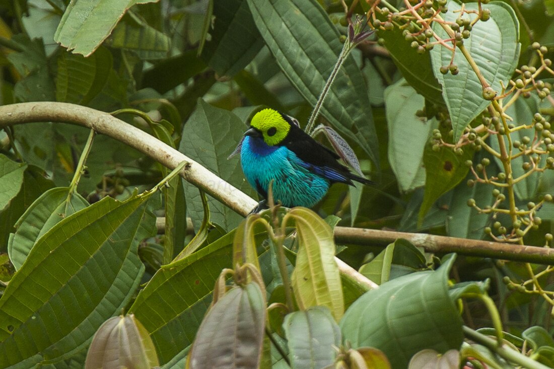 File:Paradise Tanager - Manu NP - Perù 7844 (23224160816).jpg