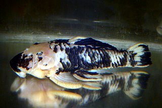 Parancistrus aurantiacus