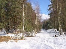 Forest stand with 80-85% pine trees and some birch trees Parforceheide4.JPG